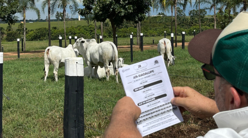 O que faz uma assessoria pecuária e por que ela é essencial
