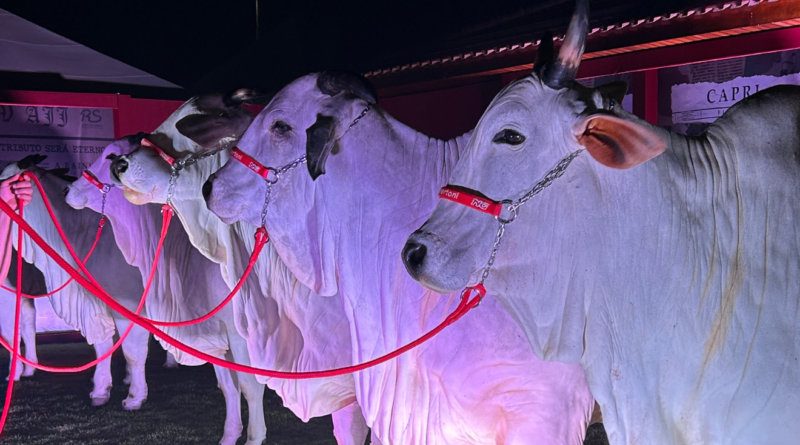 Clone: ficção científica ou o futuro real da pecuária?