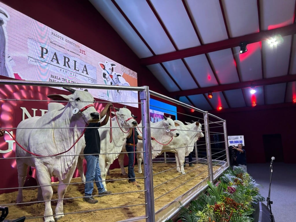 Quatro vacas brancas da raça nelore são exibidas dentro de um tatersal de ferro. Acima um telão com as informações do lote: Venda de 33% do pacote genético da Parla FIV AJJ. São clones.