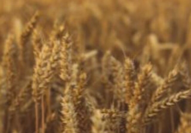 Entidades do agro em dois estados manifestam expectativas para anúncio do novo Plano Safra