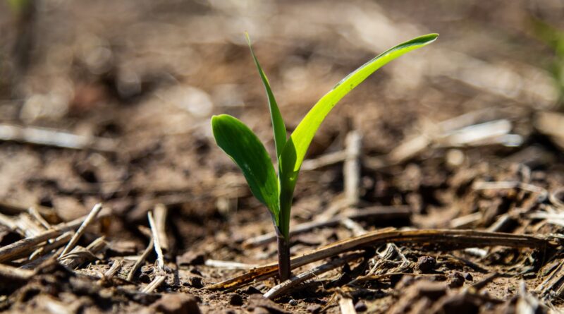 Produtores de soja 'celebram' novo passo após vetos contra lei