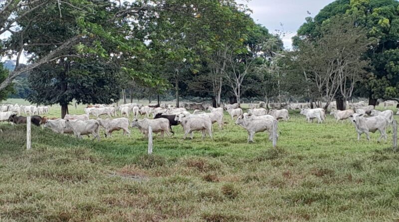 Novilhas nelore na TIP: pecuarista de RO alcança alto rendimento na engorda