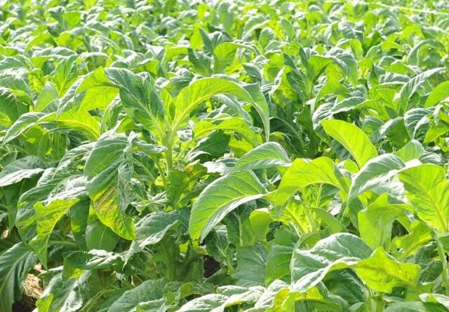 Governo Federal libera R$ 89 bilhões para o Plano Safra da agricultura familiar