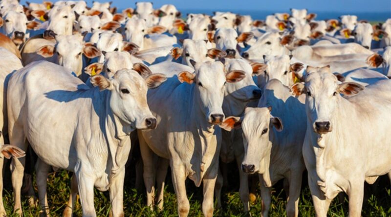 Associação de pecuaristas voltará a realizar leilões de gado em Barreiras