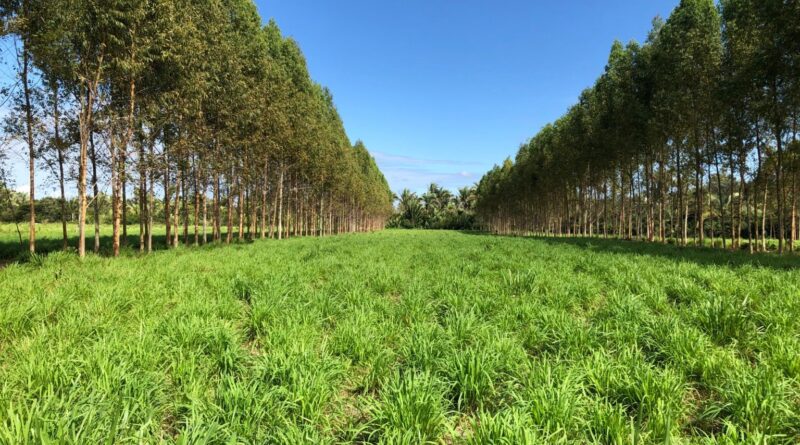 Integração lavoura-pecuária eleva produção de grãos e fixa carbono no Matopiba, aponta Embrapa
