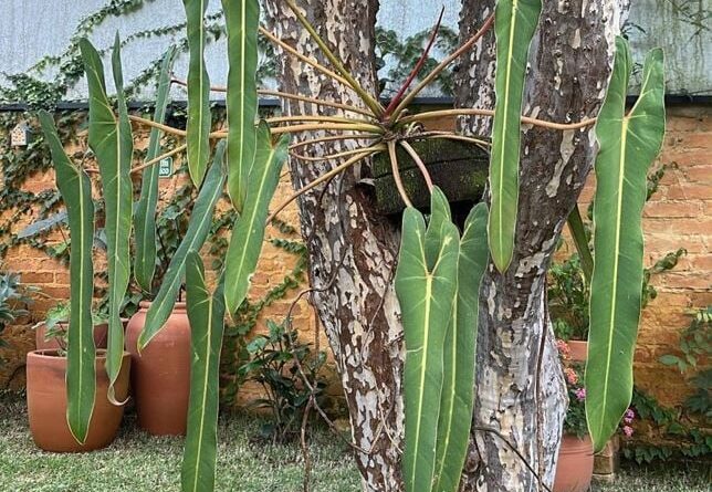 Philodendron spiritus-sancti