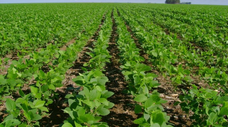 Moratória da Soja trava bilhões no campo; STF suspende julgamento virtual sem data para retomada