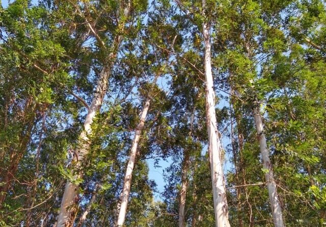 Parlamentares europeus querem adiamento de nova legislação antidesmatamento