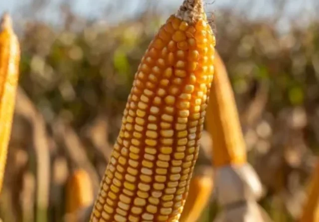 Preço do milho e custos da soja podem ser impactados com conflito entre Israel e Irã