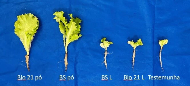 amostras de pés de alface que receberam probióticos via drench. Foto: Embrapa