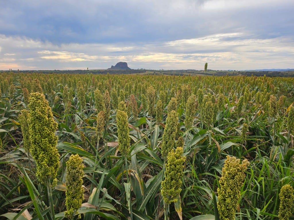 sorgo, plantação, lavoura