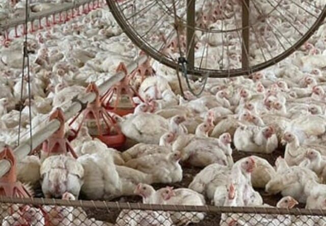 Rio Grande do Sul confirma fim do vazio sanitário após foco de gripe aviária