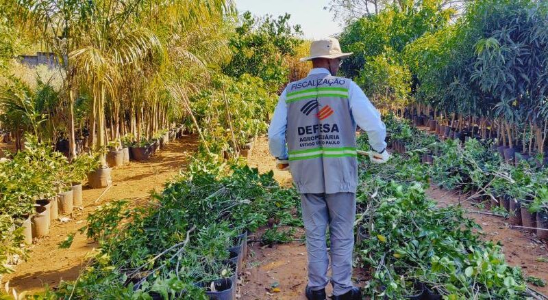 Governo de SP retira de circulação mais de 25 mil mudas irregulares em ação contra greening