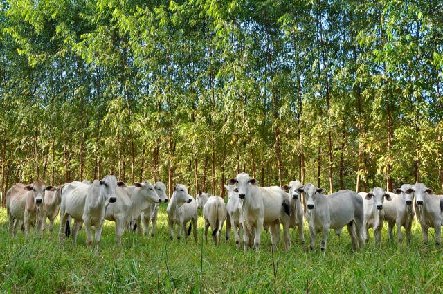 Integração-Lavoura-Pecuária-Floresta (iLPF)