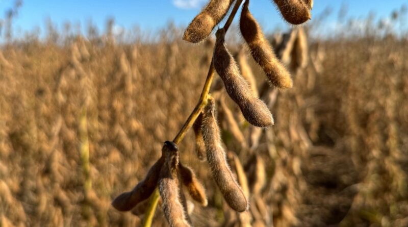 Soja: clima benéfico nos EUA e dúvidas sobre demanda pressionam Chicago antes do intervalo