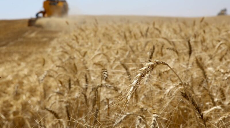 Trigo, colheita Pitanga,11/10/2019 Foto:Jaelson Lucas / AEN