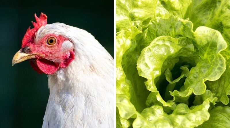Produtos usados na criação de frangos ajudam a acelerar crescimento de alface