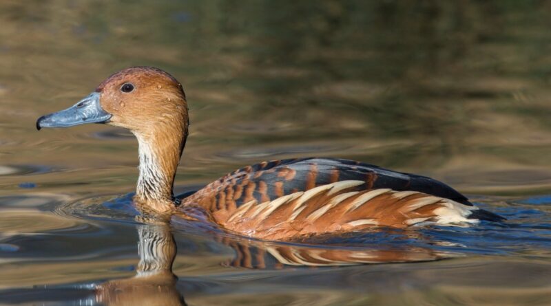 São Paulo registra 1º caso de gripe aviária em 2025