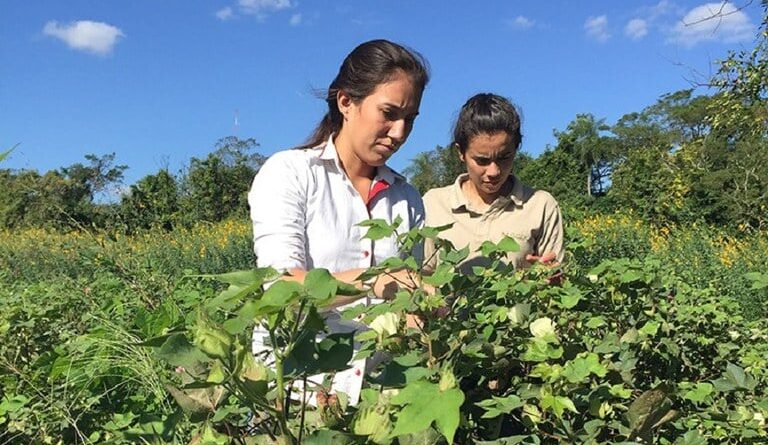 ao vivo plano safra da agricultura familiar
