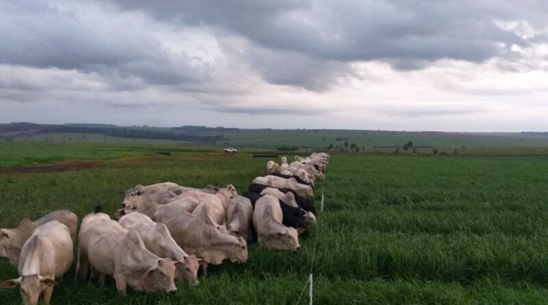 Monitoramento da cerca elétrica evita prejuízos e protege o rebanho