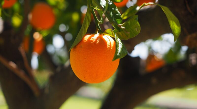 Laranja: proximidade da nova safra pressiona cotações
