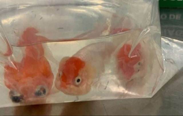 Passageiro tenta entrar no país com 8 peixes vivos escondidos na bagagem