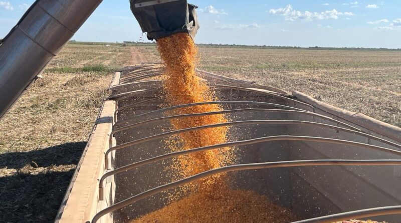 Colheita de milho em Mato Grosso