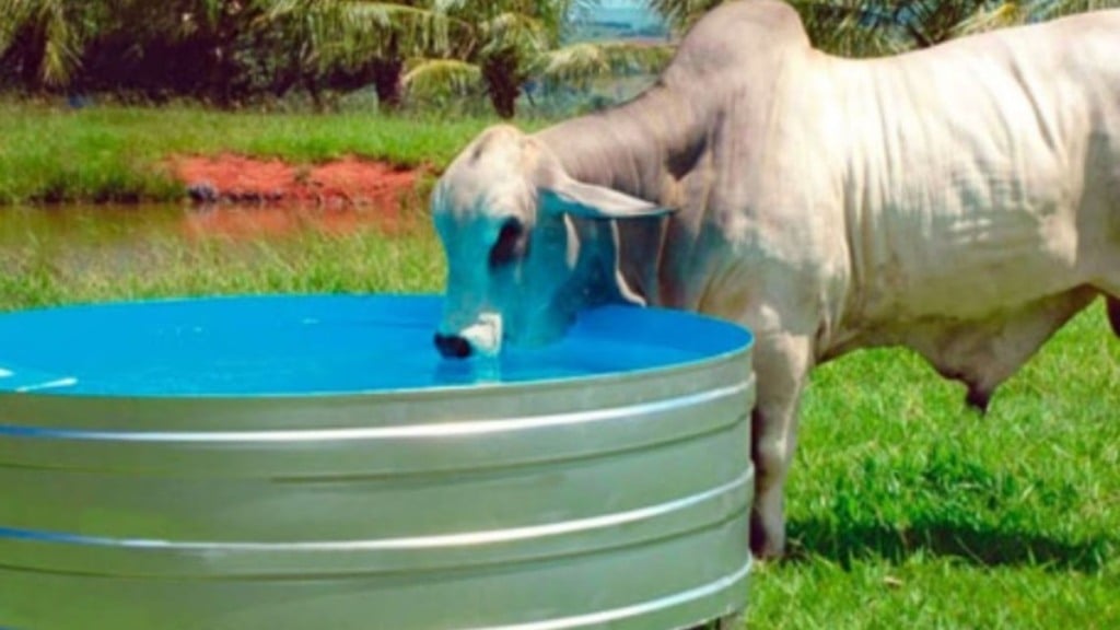 Bovino em bebedouro em área de pasto. Foto: Divulgação