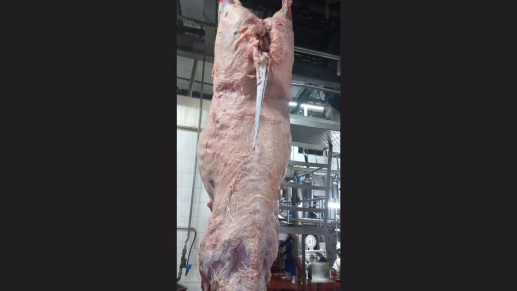 Detalhe da carcaça de uma das novilhas abatidas. Foto: Divulgação/Friboi de Vilhena (RO)