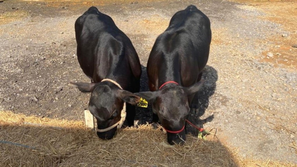 Bezerros Angus PO que mais expressaram a edição genética, com pêlo mais curto. Foto: Rubens Neiva/Embrapa Gado de Leite