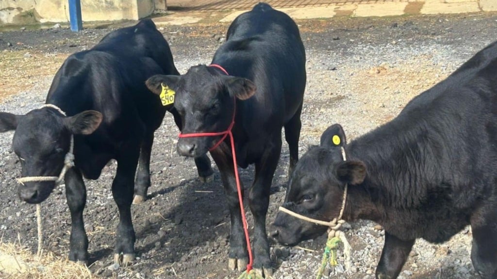 Bezerros Angus PO que nasceram através de técnica de edição genética. Foto: Rubens Neiva/Embrapa Gado de Leite