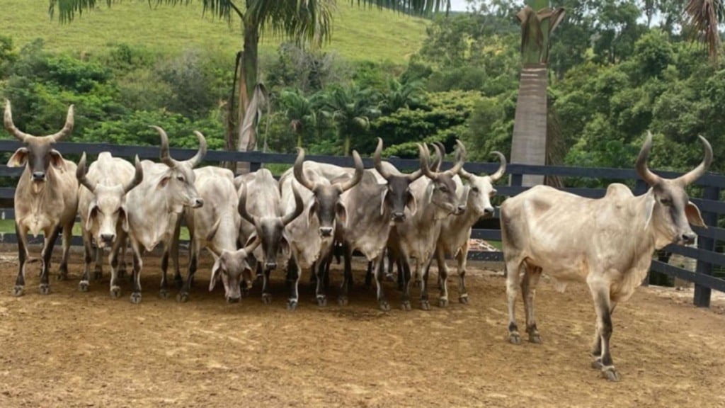 Vacas Guzerá. Foto: Divulgação