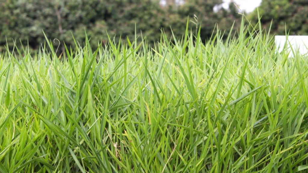 Cultivar Brasilisk, capim brachiaria ou braquiarinha, espécie de gramínea forrageira. Foto: Juliana Sussai/Embrapa Pecuária Sudeste
