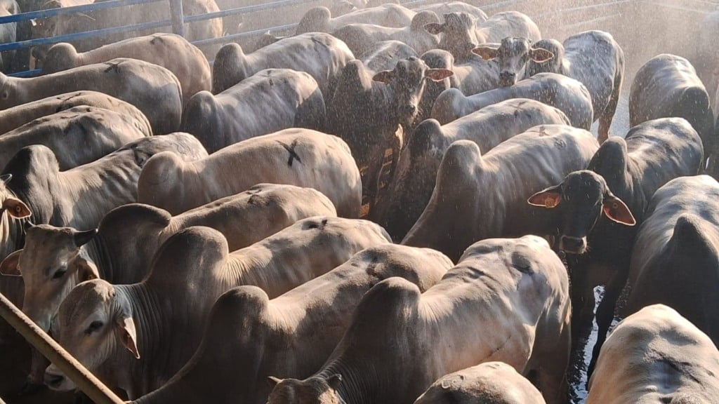 Esse estudo mostra que o caminho passa por soluções técnicas já disponíveis no mercado. Foto: Divulgação/Friboi Lins (SP)