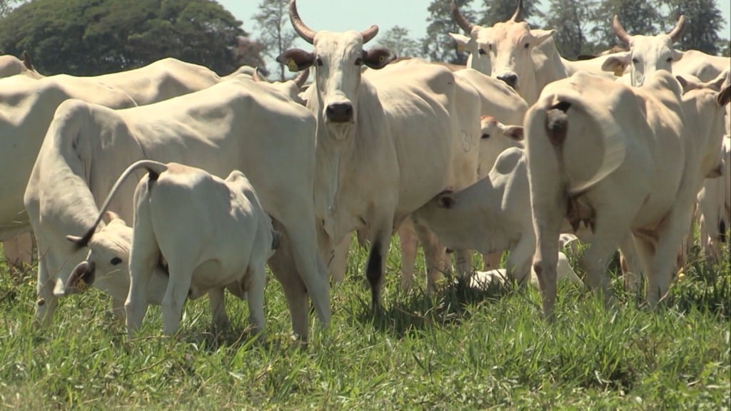 Vacas com bezerro ao pé em área de pasto. Foto: Reprodução