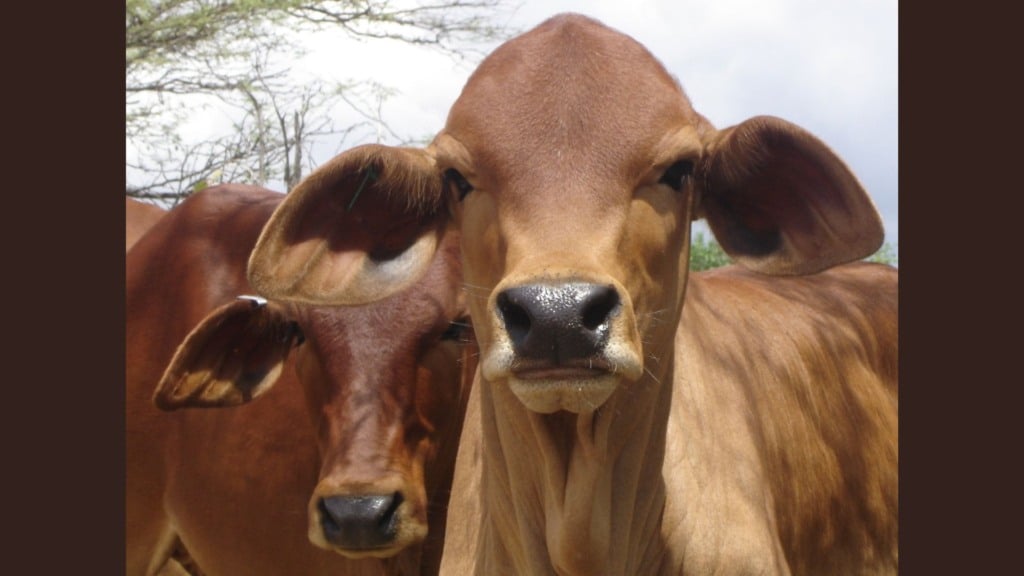 Bezerros da raça Sindi puros de origem (PO) da Embrapa reconhecidos pela ABCZ. Foto: Fernanda Birolo/Embrapa Semiárido