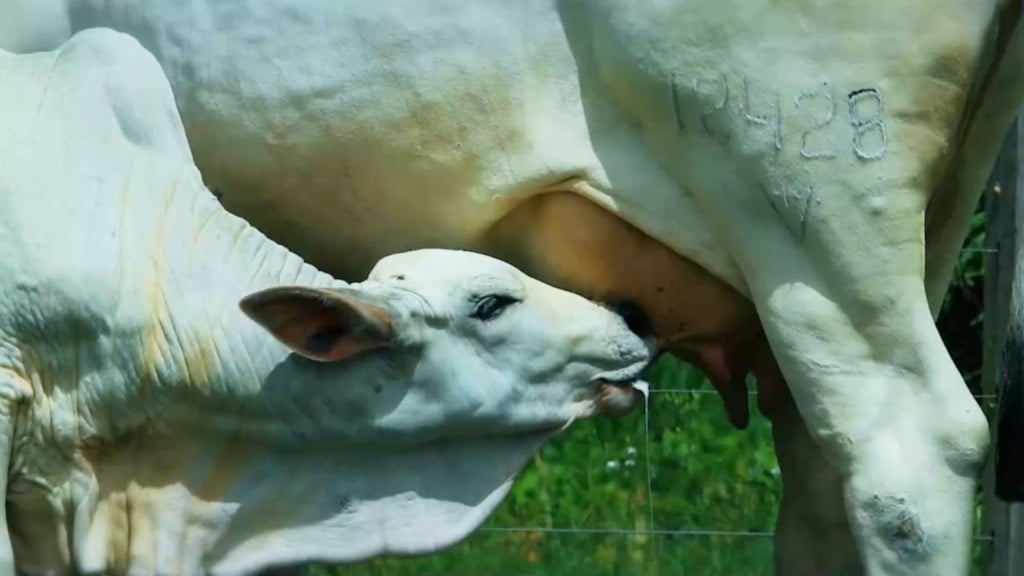 Bezerro amamentando. Foto: Divulgação