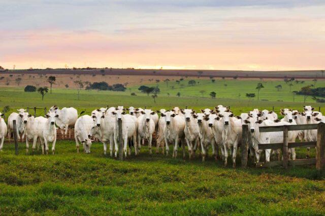 retenção de fêmeas, vacas nelore - embrapa