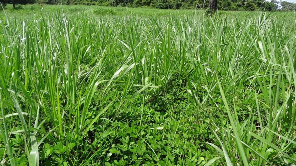 Consórcio de Brachiaria brizantha, cultivar Xaraés (também conhecida como MG5) e amendoim forrageiro. Foto: Divulgação/Embrapa Acre