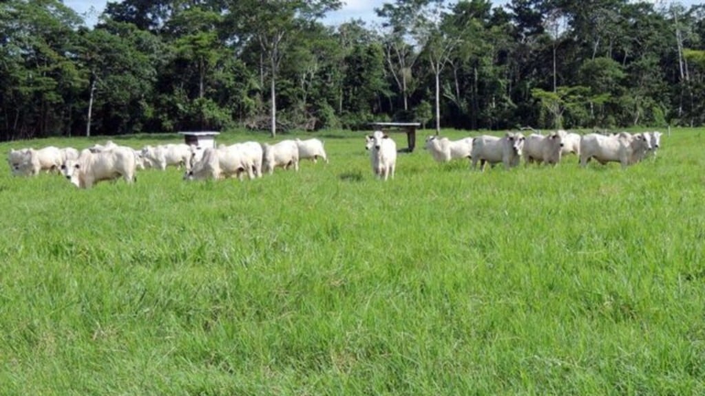 Foto: Divulgação/Embrapa Acre