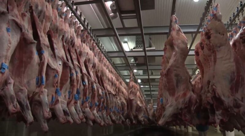 Com tarifaço, exportadores de carne bovina dizem que carga tributária ultrapassará 76%
