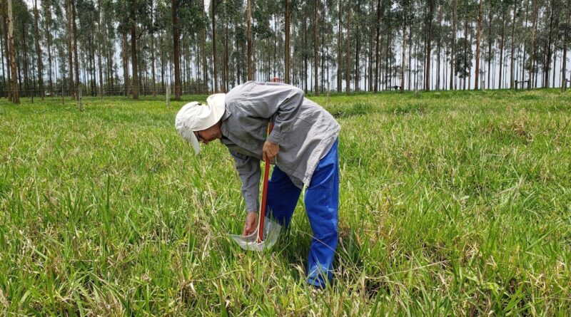 nova metodologia da Embrapa ajuda a medir capim no pasto