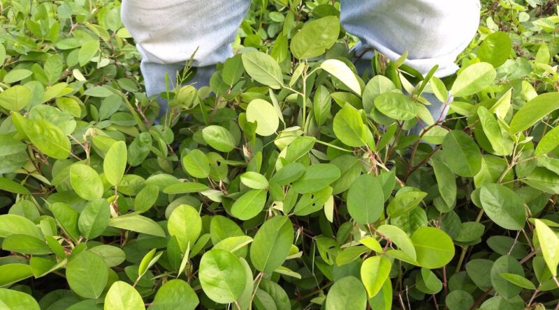 Novo bioinsumo da Embrapa promete pastagens mais produtivas e menor uso de fertilizantes