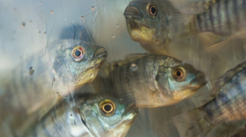Brasil precisa suspender compra de tilápia do Vietnã imediatamente, defende Peixe BR