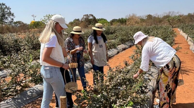 Agricultura familiar investe em mirtilo e gestão no Cerrado
