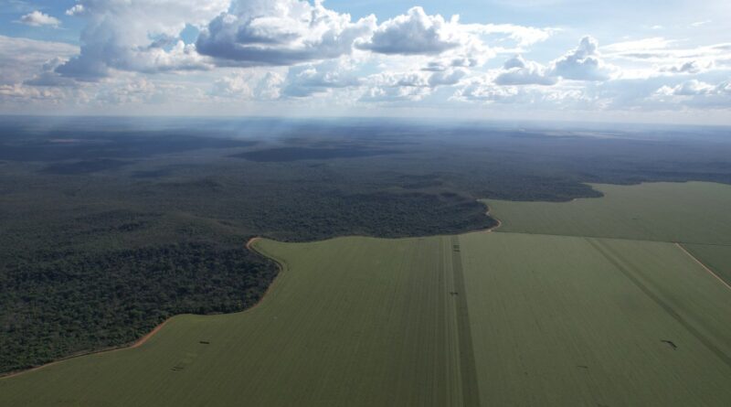Dia nacional de proteção às florestas: produtores como aliados durante a estiagem