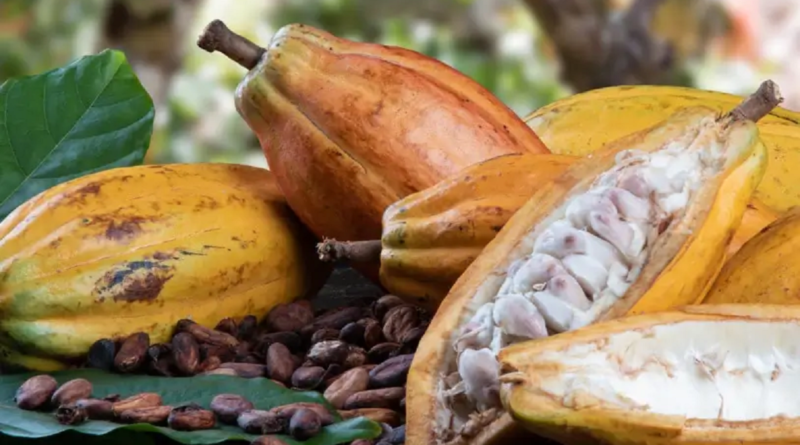 Bahia sedia 1º Seminário da cacauicultura para produtores rurais