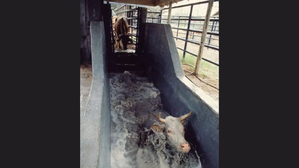 Bovino em banho de imersão contra parasitos. Foto: Divulgação