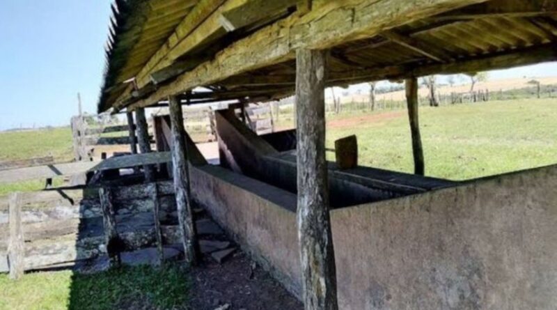 Banho de imersão: vale a pena usar contra o carrapato bovino?