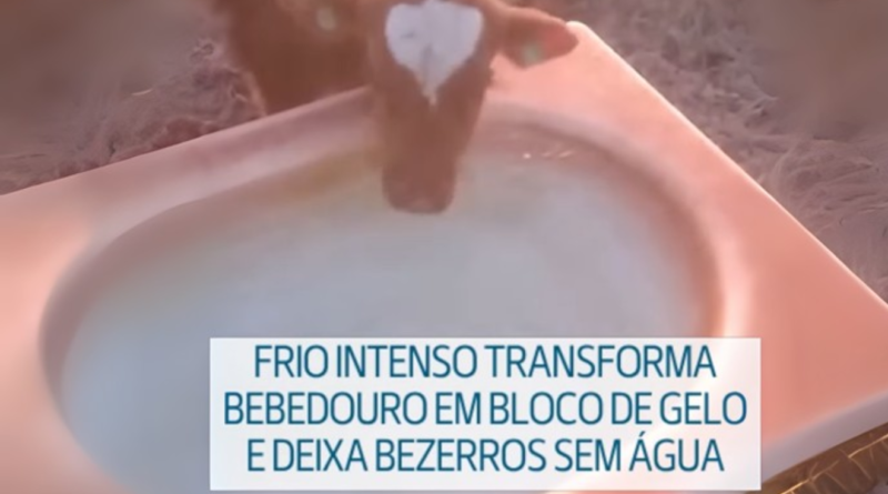 Bebedouro vira bloco de gelo e preocupa criadores no Sul